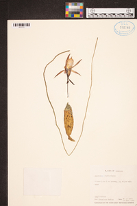 Angraecum eichlerianum image