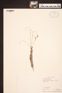 Appendicula pendula image