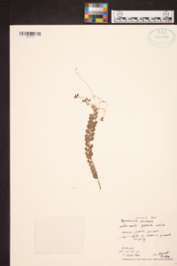 Appendicula pendula image