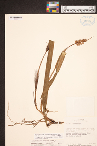 Arpophyllum giganteum image