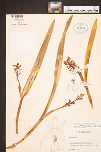 Arpophyllum giganteum subsp. medium image