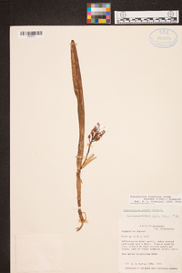 Arpophyllum giganteum subsp. alpinum image