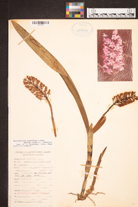 Arpophyllum giganteum subsp. medium image