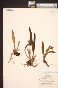 Arpophyllum giganteum subsp. alpinum image