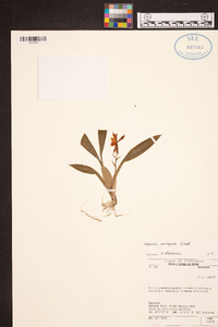 Image of Aspasia variegata