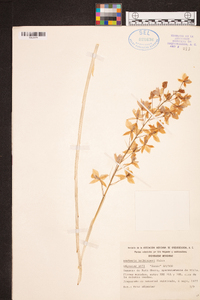 Image of Barkeria halbingeri