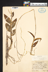 Barkeria lindleyana image