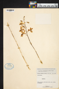 Barkeria melanocaulon image