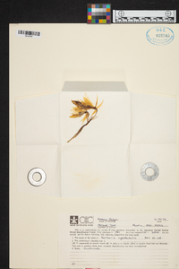 Barkeria spectabilis image