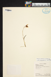 Barkeria spectabilis image