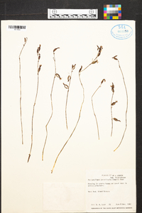 Basiphyllaea corallicola image