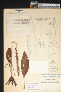 Beloglottis costaricensis image