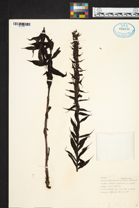 Brachycorythis pleistophylla image