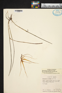 Brassavola cucullata image