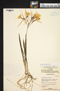 Brassavola grandiflora image