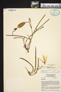 Brassavola nodosa image