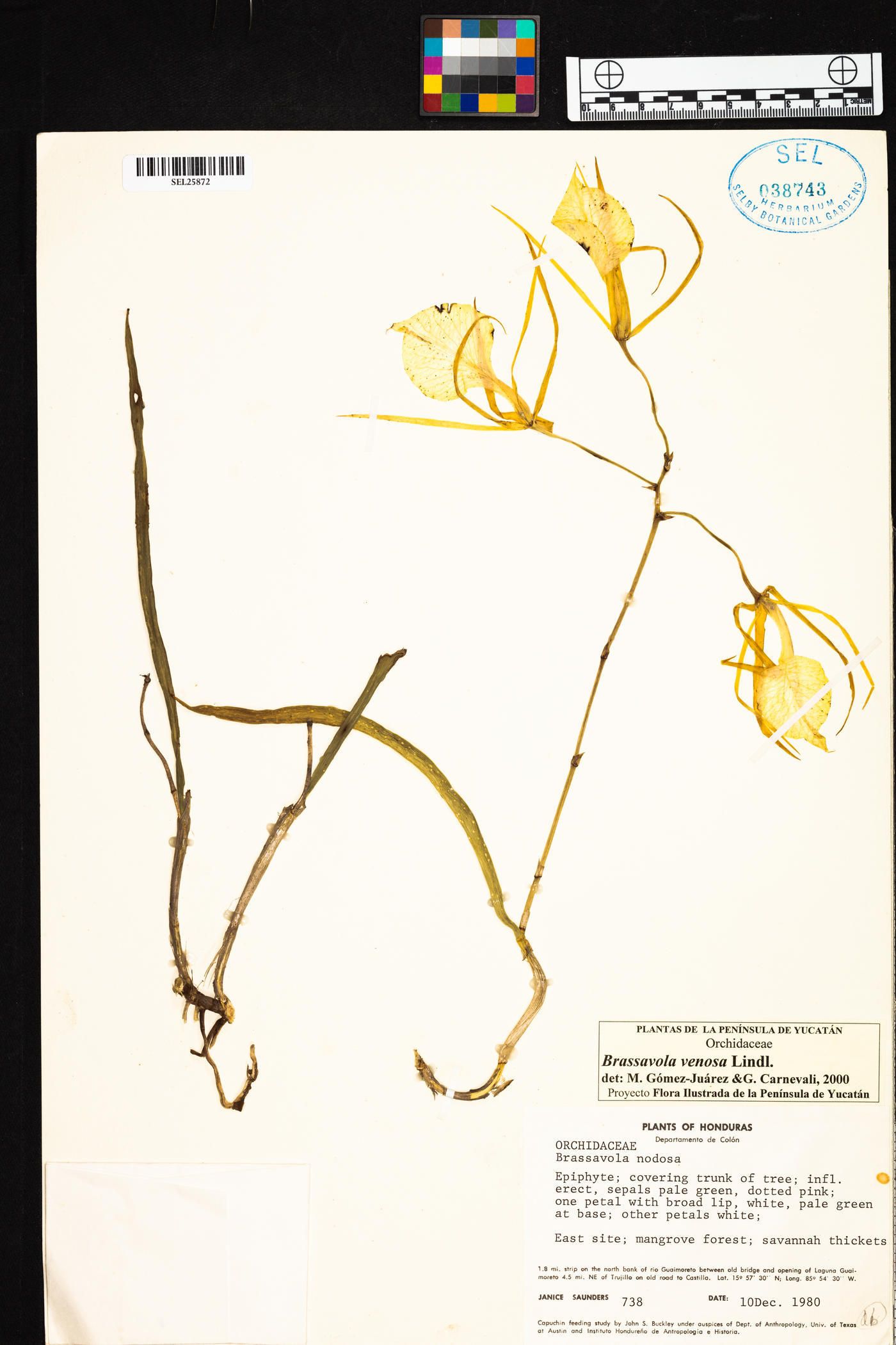 Brassavola venosa image