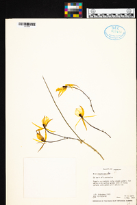 Brassavola acaulis image