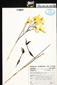 Brassavola flagellaris image