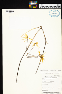 Brassavola martiana image