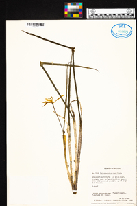 Brassavola martiana image