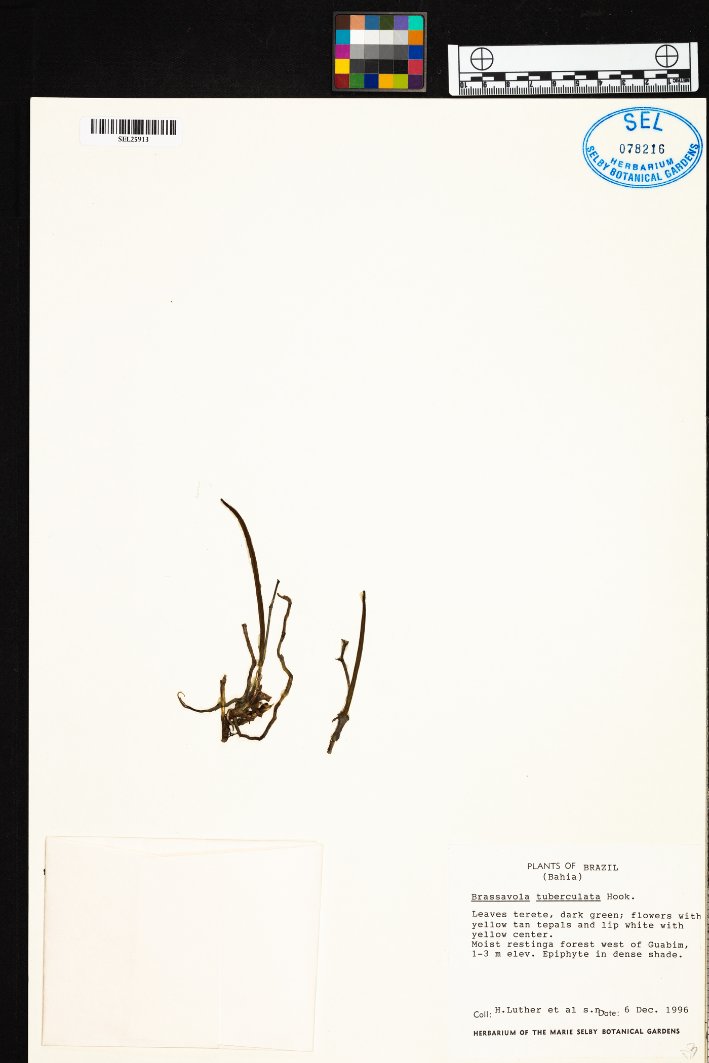 Brassavola tuberculata image