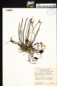 Brassavola tuberculata image
