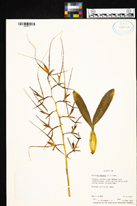 Brassia caudata image