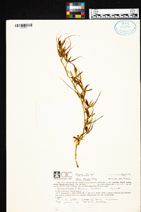 Brassia caudata image