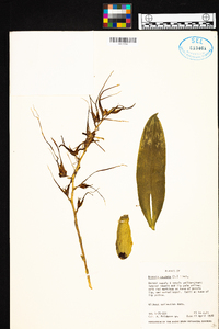 Brassia caudata image