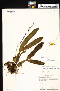 Brassia caudata image