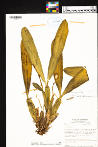 Brassia caudata image