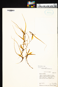 Brassia caudata image