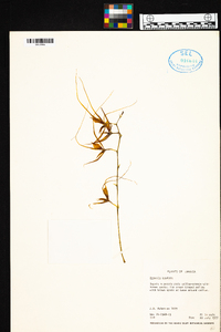 Brassia caudata image