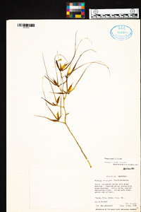 Brassia caudata image
