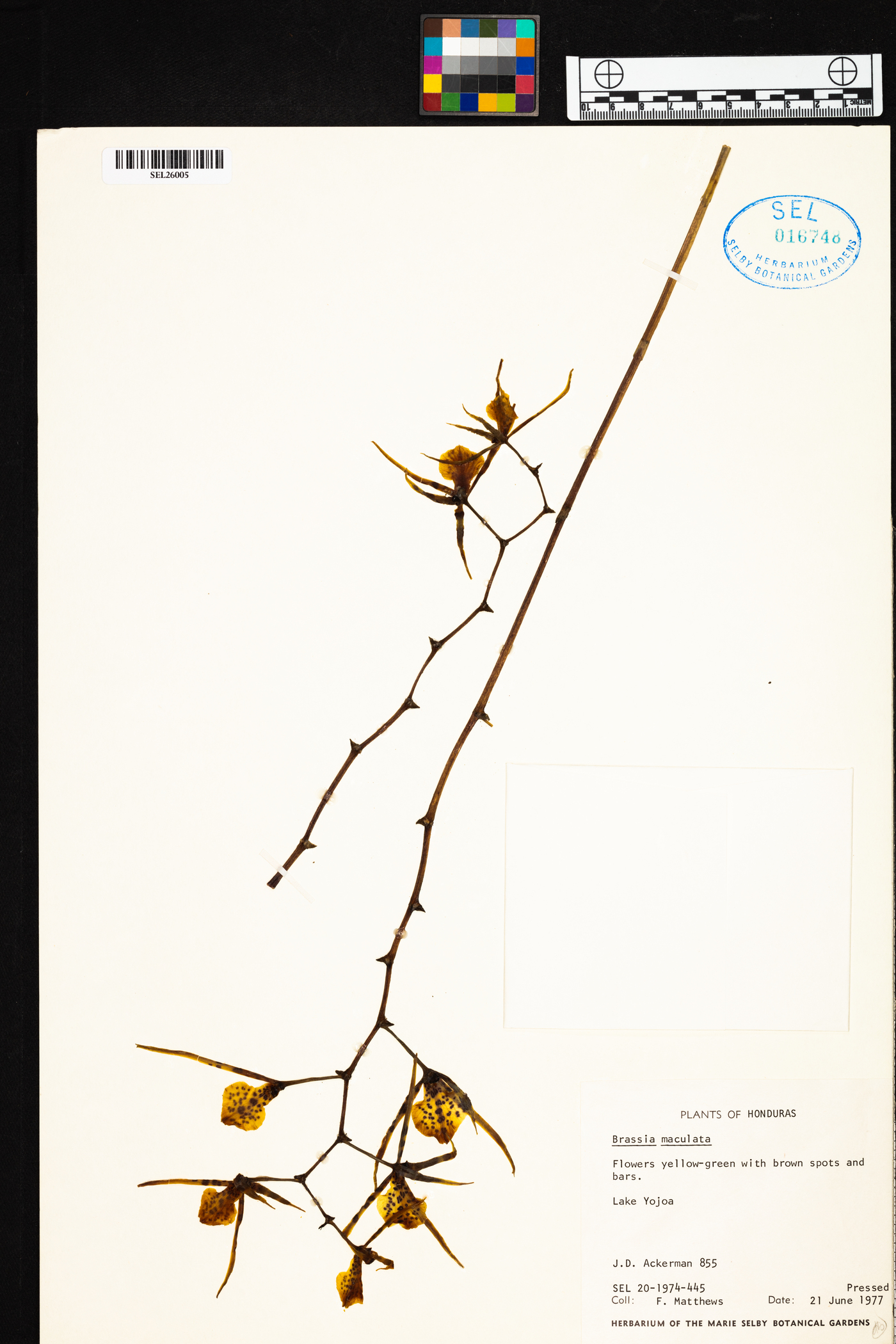 Brassia maculata image