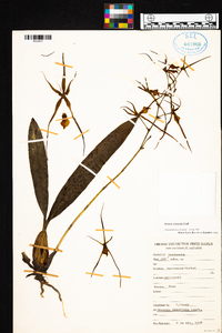 Brassia verrucosa image