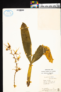 Brassia caudata image