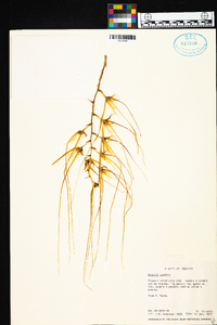 Brassia caudata image