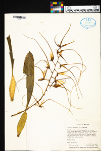 Brassia caudata image