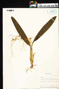 Brassia caudata image