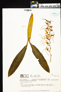 Brassia caudata image