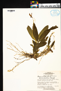 Brassia caudata image