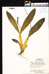 Brassia caudata image