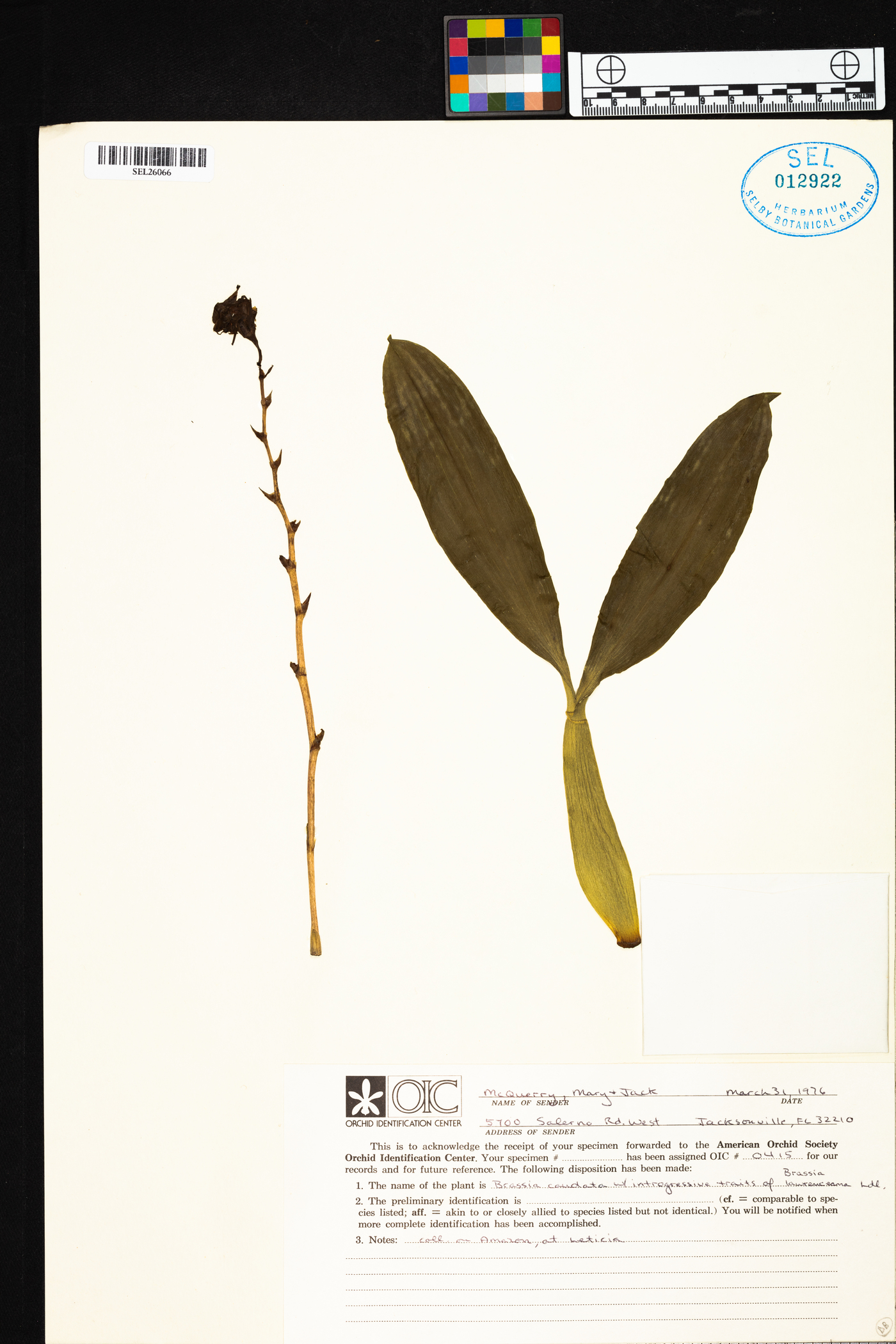 Brassia caudata image