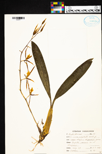 Brassia neglecta image