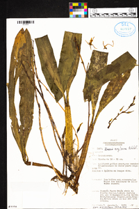 Brassia neglecta image