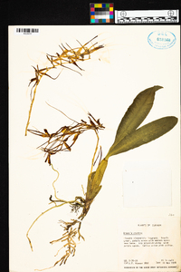 Brassia caudata image