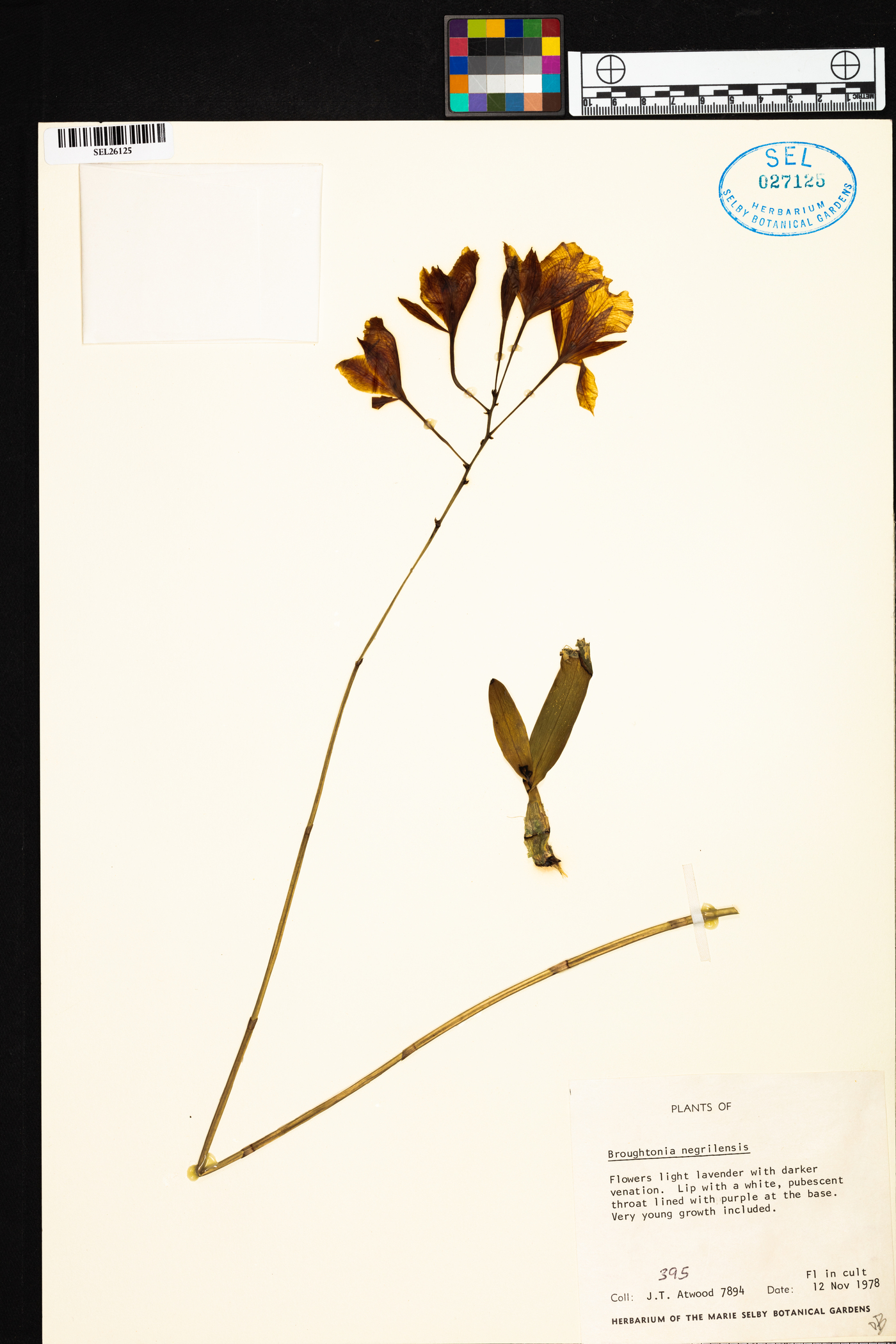 Broughtonia negrilensis image
