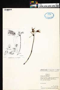 Image of Bulbophyllum guttulatum